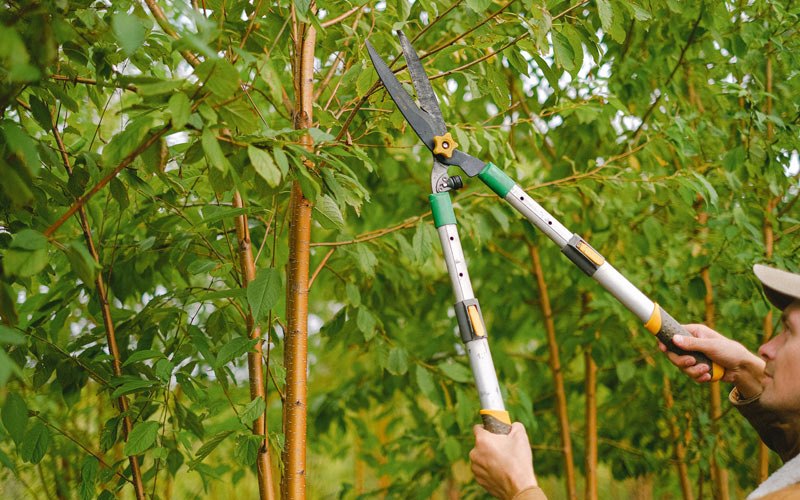 Tree trimming in Sargent, NE